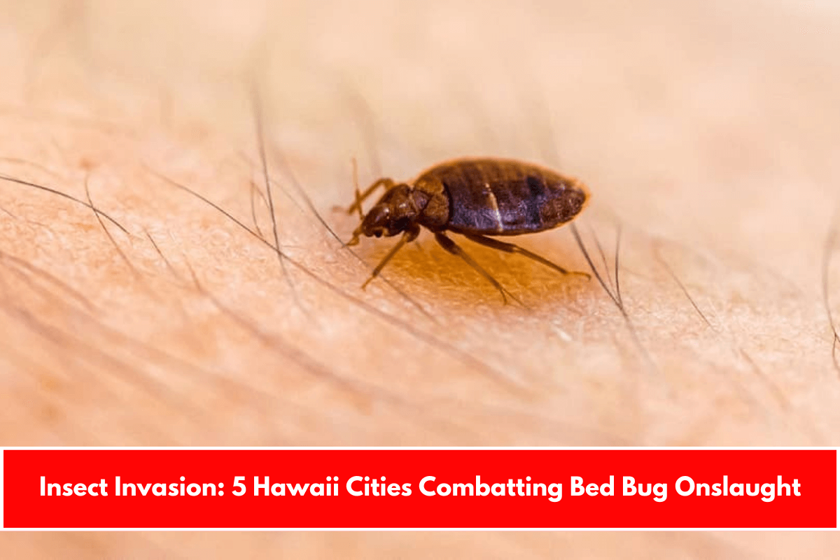 Insect Invasion 5 Hawaii Cities Combatting Bed Bug Onslaught