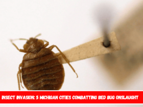 Insect Invasion 5 Michigan Cities Combatting Bed Bug Onslaught