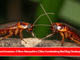 Insect Invasion 5 New Hampshire Cities Combatting Bed Bug Onslaught