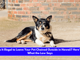 Is It Illegal to Leave Your Pet Chained Outside in Hawaii Here's What the Law Says