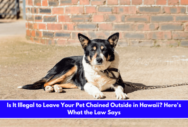 Is It Illegal to Leave Your Pet Chained Outside in Hawaii Here's What the Law Says