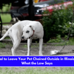 Is It Illegal to Leave Your Pet Chained Outside in Illinois Here's What the Law Says