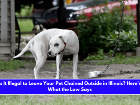 Is It Illegal to Leave Your Pet Chained Outside in Illinois Here's What the Law Says