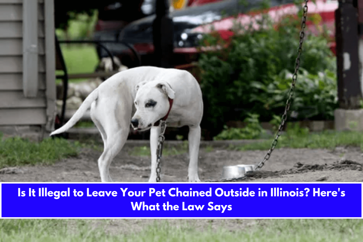 Is It Illegal to Leave Your Pet Chained Outside in Illinois Here's What the Law Says