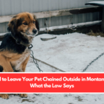 Is It Illegal to Leave Your Pet Chained Outside in Montana Here's What the Law Says