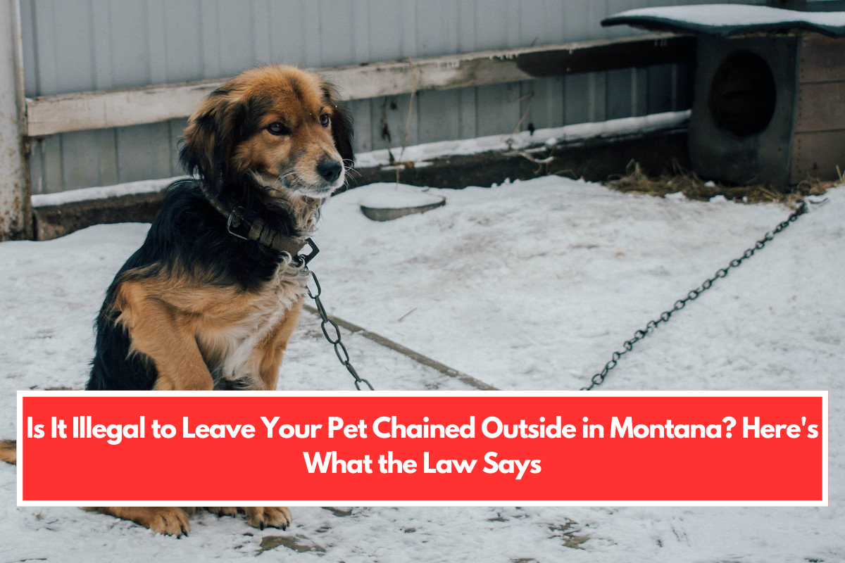 Is It Illegal to Leave Your Pet Chained Outside in Montana Here's What the Law Says