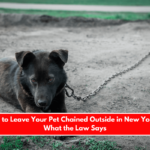 Is It Illegal to Leave Your Pet Chained Outside in New York Here's What the Law Says