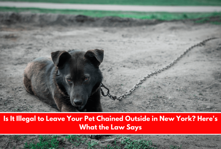 Is It Illegal to Leave Your Pet Chained Outside in New York Here's What the Law Says