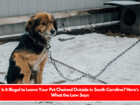 Is It Illegal to Leave Your Pet Chained Outside in South Carolina Here's What the Law Says