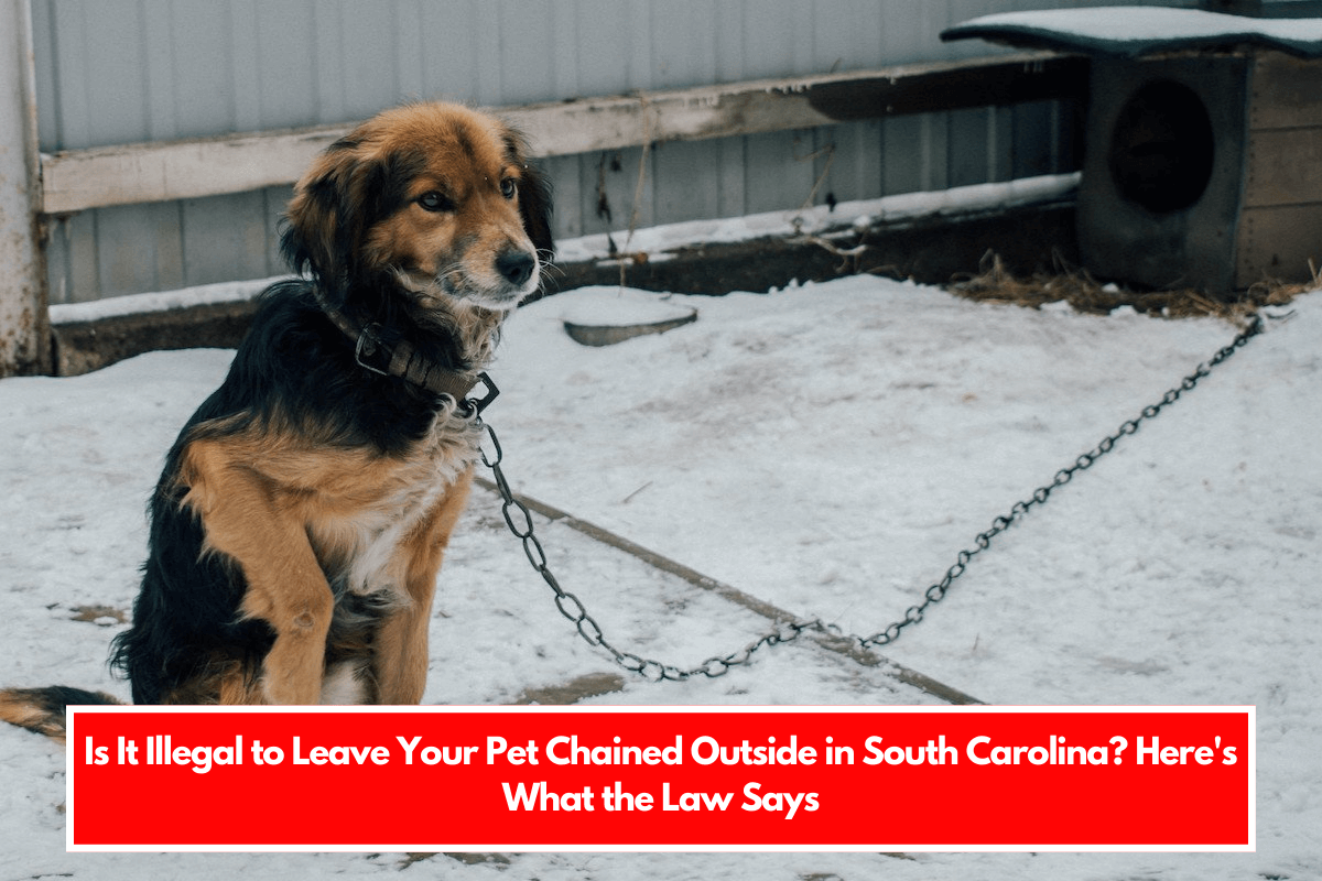 Is It Illegal to Leave Your Pet Chained Outside in South Carolina Here's What the Law Says