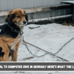 Is It Illegal to Leave Your Pet Chained Outside in Washington Here's What the Law Says