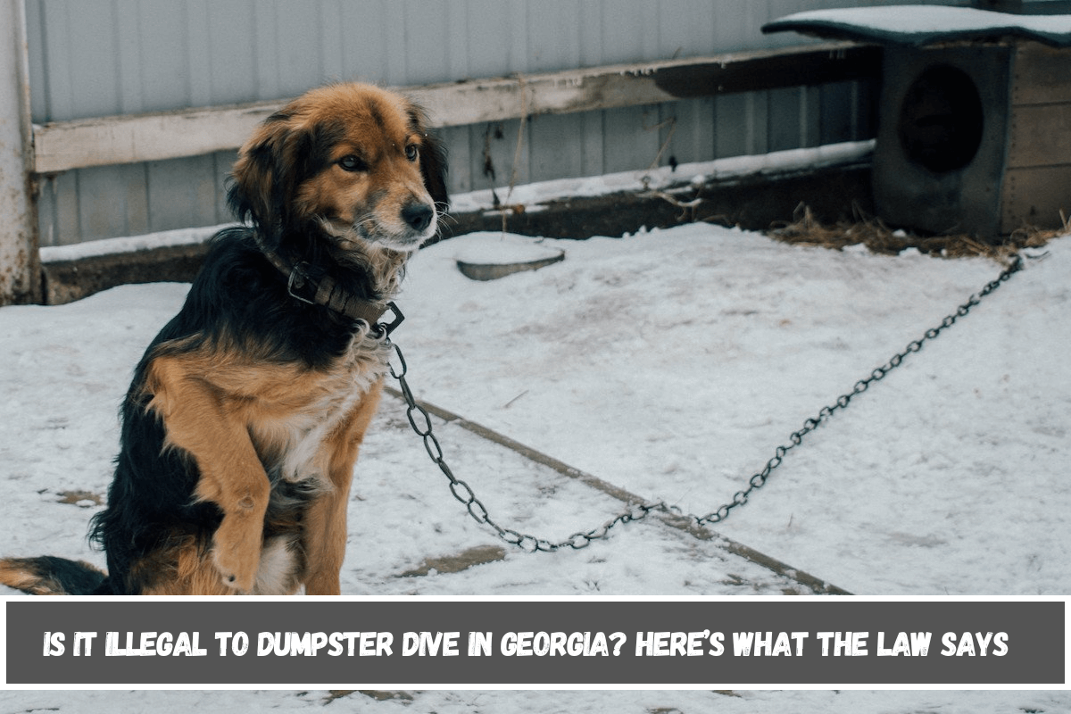 Is It Illegal to Leave Your Pet Chained Outside in Washington Here's What the Law Says