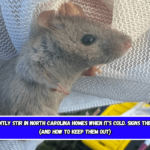 Mice frequently stir in North Carolina homes when it's cold. Signs they're around (and how to keep them out)