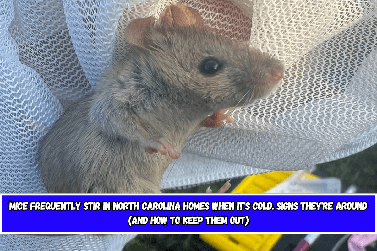 Mice frequently stir in North Carolina homes when it's cold. Signs they're around (and how to keep them out)