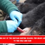 On the opening day of the shotgun hunting season, few bears are killed due to the cold and rain