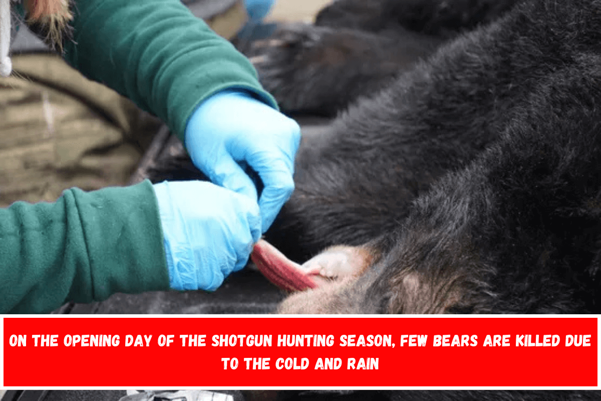 On the opening day of the shotgun hunting season, few bears are killed due to the cold and rain