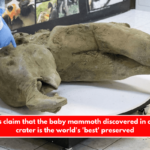 Scientists claim that the baby mammoth discovered in a Russian crater is the world's 'best' preserved