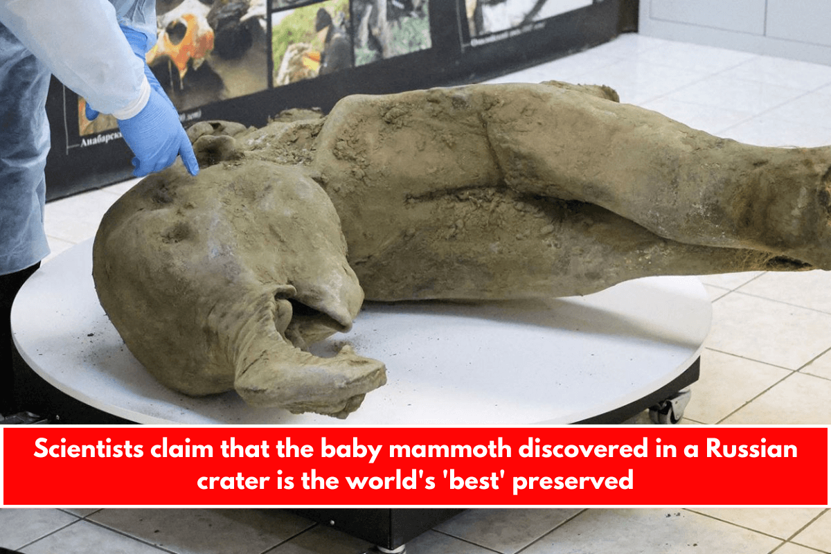 Scientists claim that the baby mammoth discovered in a Russian crater is the world's 'best' preserved