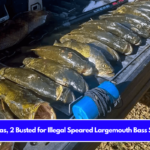 In Texas, 2 Busted for Illegal Speared Largemouth Bass Seized