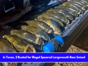 In Texas, 2 Busted for Illegal Speared Largemouth Bass Seized