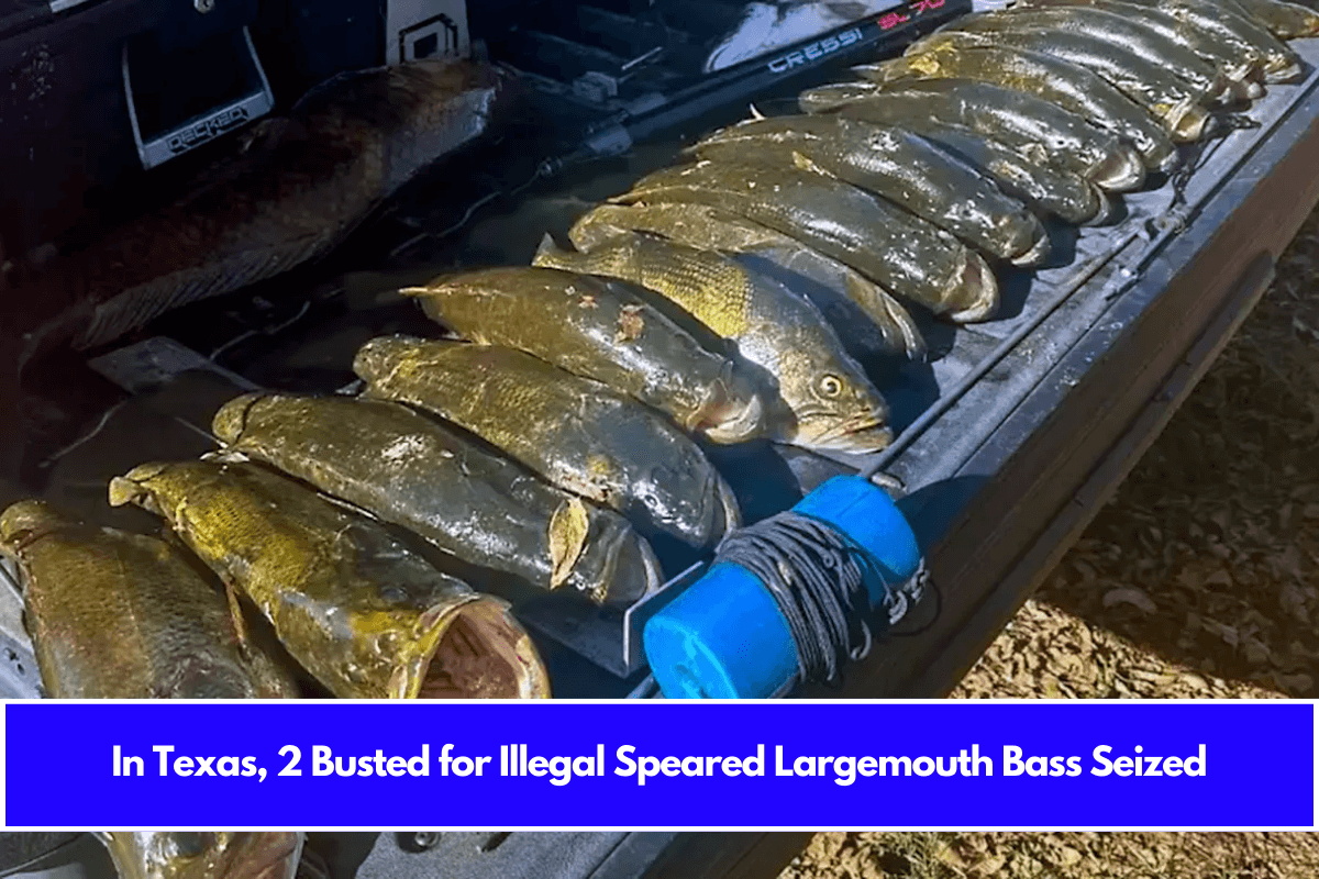 In Texas, 2 Busted for Illegal Speared Largemouth Bass Seized