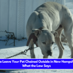 Is It Illegal to Leave Your Pet Chained Outside in New Hampshire Here's What the Law Says