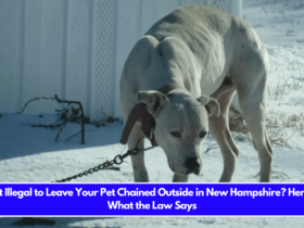 Is It Illegal to Leave Your Pet Chained Outside in New Hampshire Here's What the Law Says