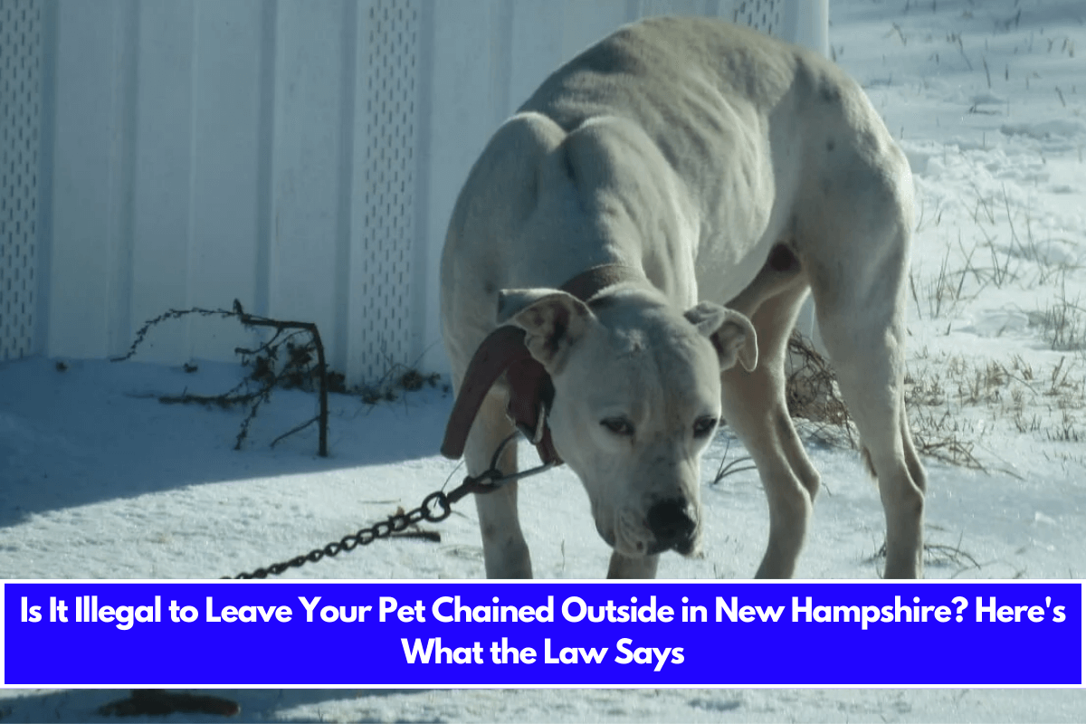 Is It Illegal to Leave Your Pet Chained Outside in New Hampshire Here's What the Law Says