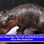 People's Choice' Baby Hippo That Took Social Media By Storm In VA Gets Name After Heated Vote