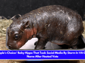 People's Choice' Baby Hippo That Took Social Media By Storm In VA Gets Name After Heated Vote