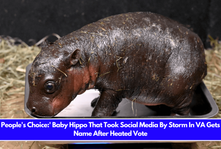 People's Choice' Baby Hippo That Took Social Media By Storm In VA Gets Name After Heated Vote